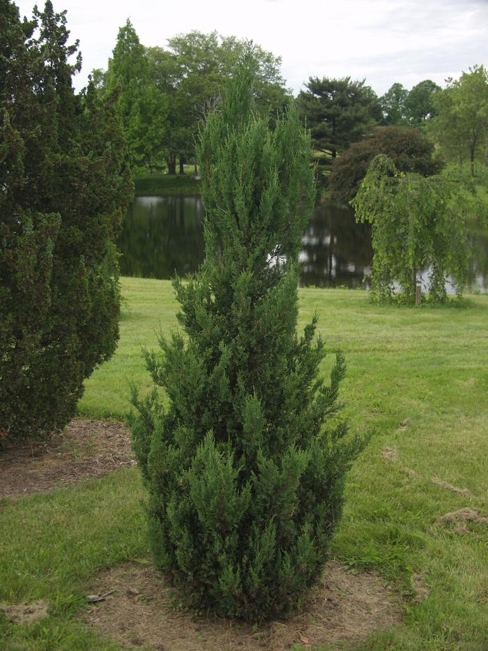 Juniperus Chinensis Blue Point Tree Form - View 19 from www redcrocus com