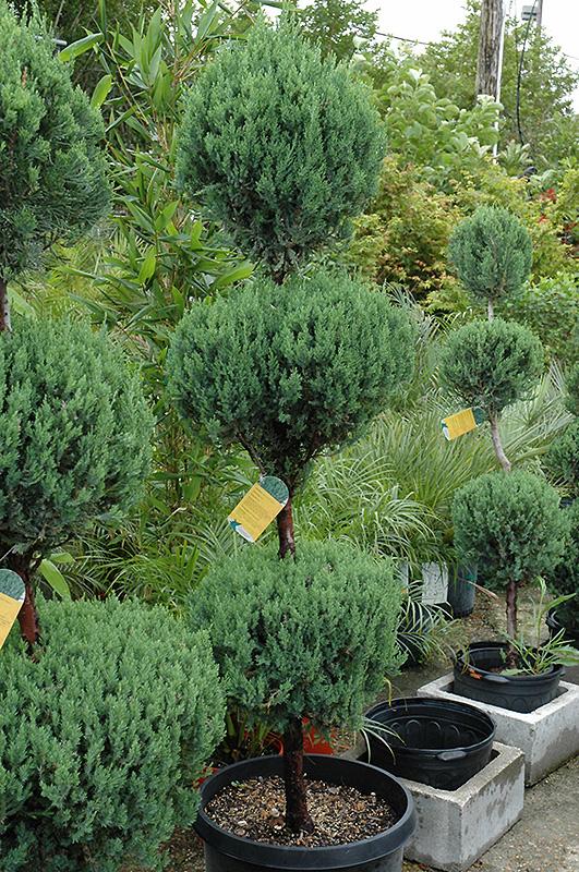 Juniperus Chinensis Blue Point Tree Form - View 20 from www redcrocus com