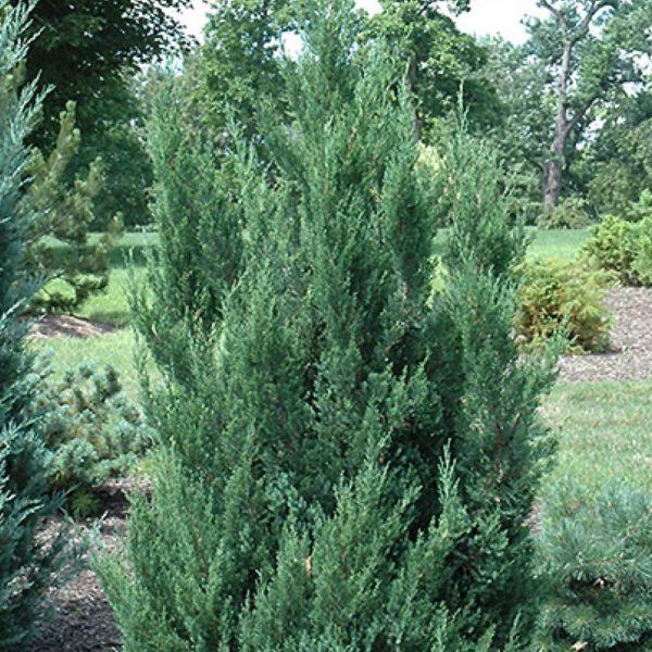 Juniperus Chinensis Blue Point Tree Form - View 2 from www redcrocus com