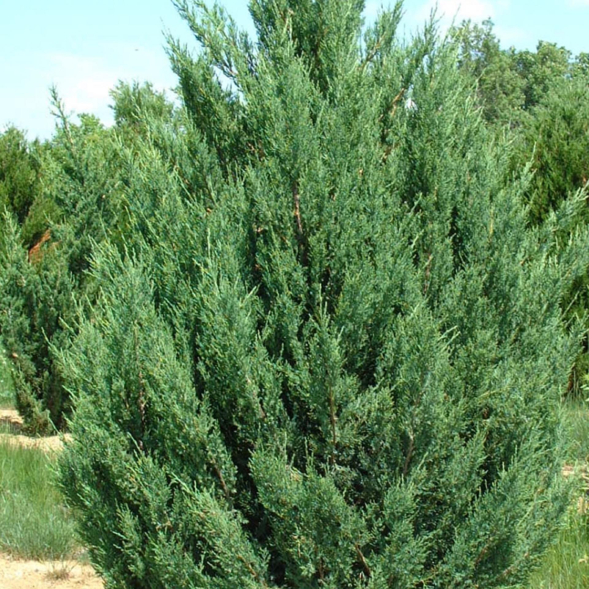 Juniperus Chinensis Blue Point Tree Form - View 3 from www redcrocus com