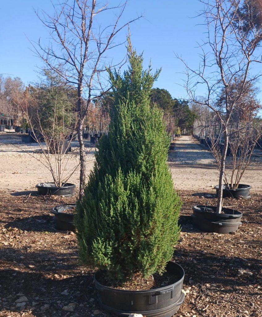 Juniperus Chinensis Blue Point Tree Form - View 5 from www redcrocus com