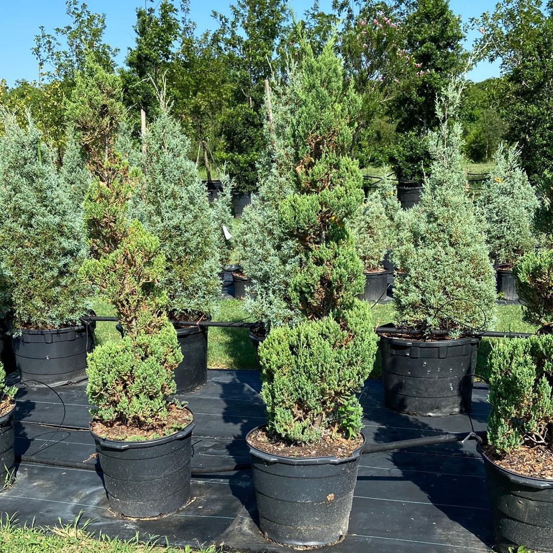 Juniperus Chinensis Blue Point Tree Form - View 8 from www redcrocus com