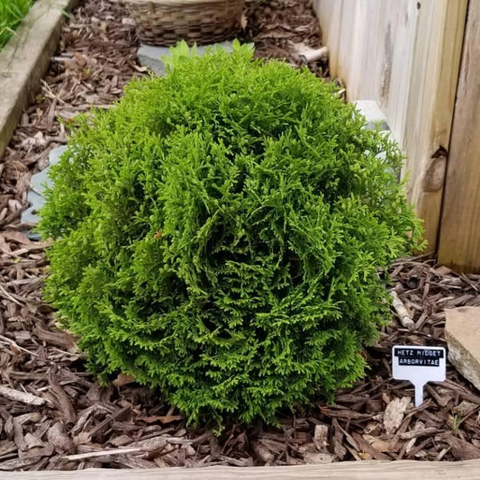 Thuja Occidentalis Hetzi Midget - View 10 from www redcrocus com