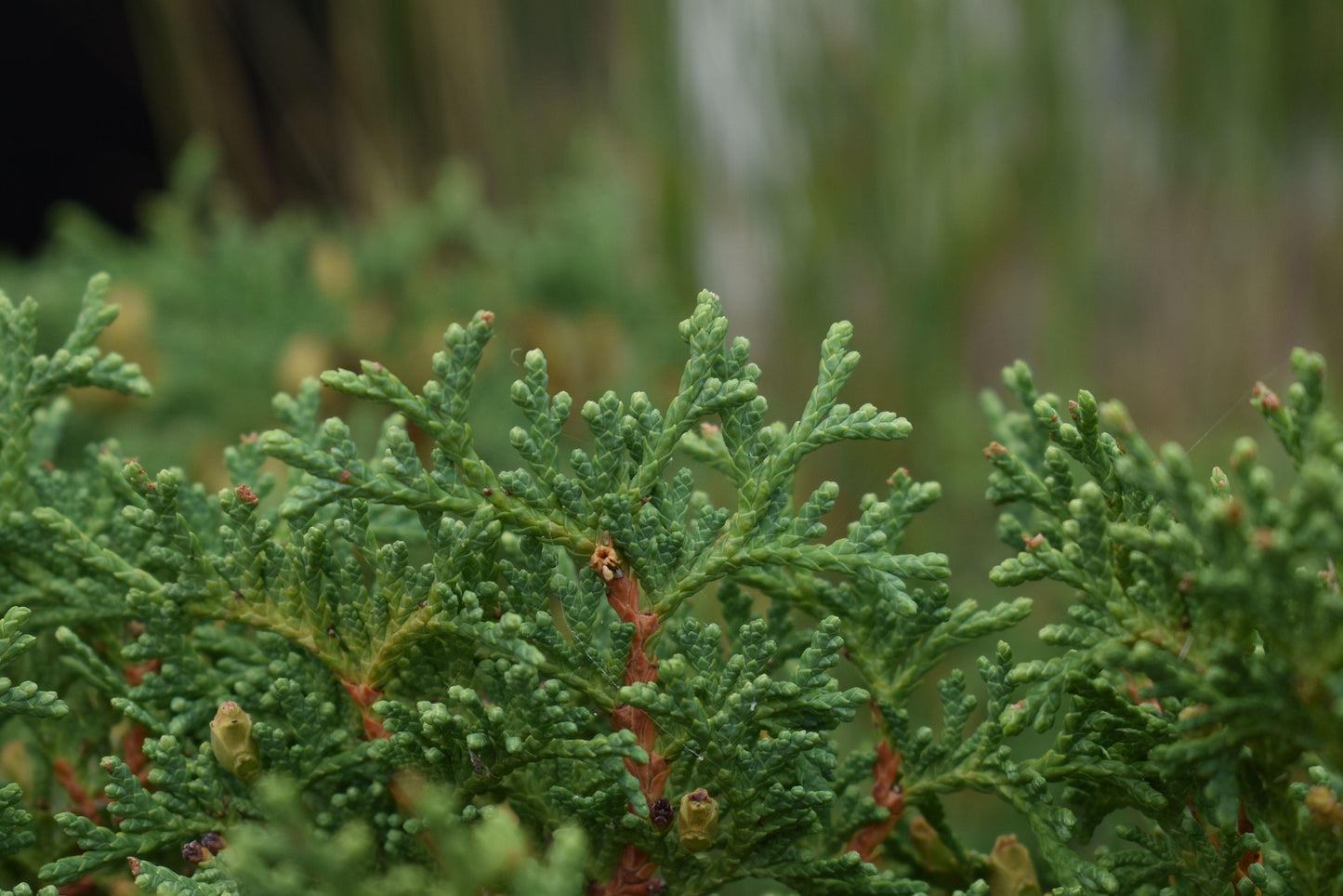 Thuja Occidentalis Hetzi Midget - View 7 from www redcrocus com