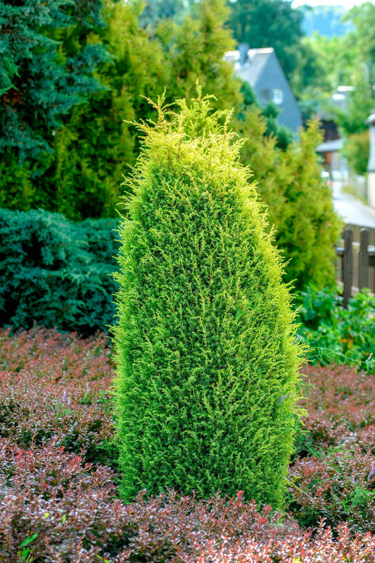 Juniperus Communis Gold Cone - View 1 from www redcrocus com
