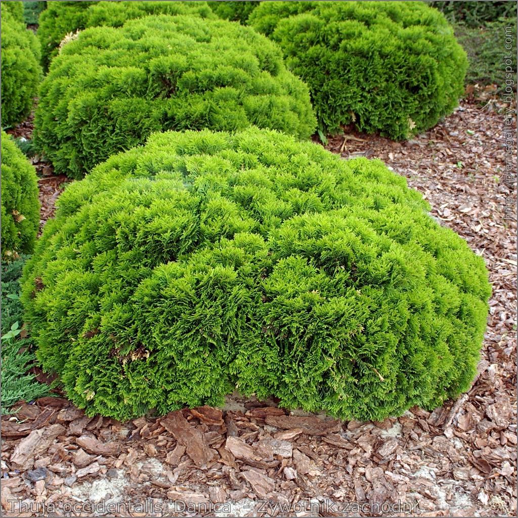 Thuja Occidentalis Danica - View 15 from www redcrocus com
