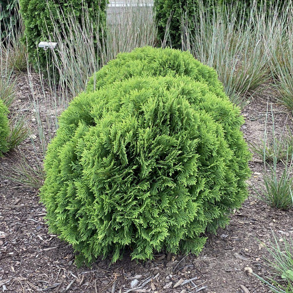 Thuja Occidentalis Danica - View 1 from www redcrocus com