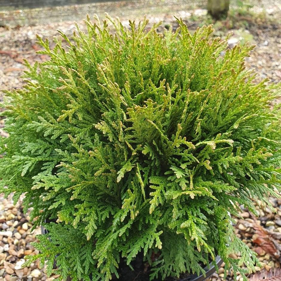 Thuja Occidentalis Danica - View 4 from www redcrocus com