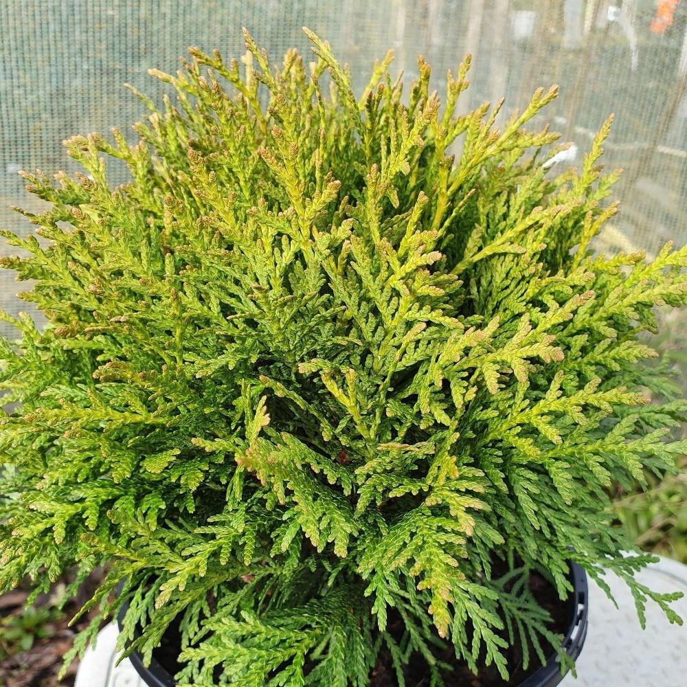 Thuja Occidentalis Danica - View 5 from www redcrocus com