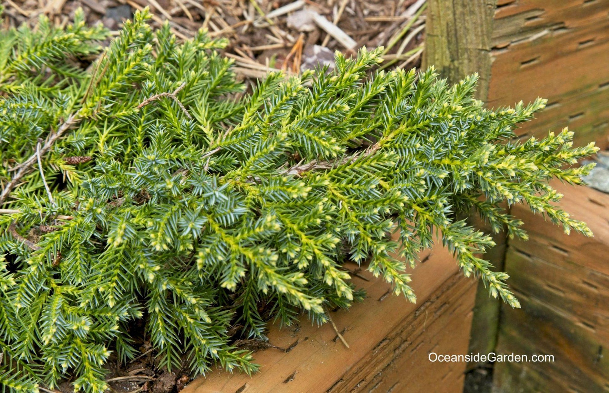Juniperus Chinensis Daub S Frosted - View 17 from www redcrocus com