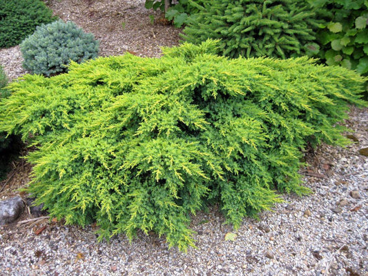 Juniperus Chinensis Daub S Frosted - View 1 from www redcrocus com