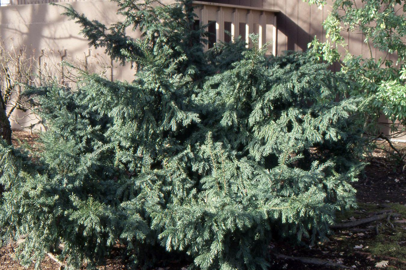 Taxus Baccata 'repandens' - View 10 from www redcrocus com