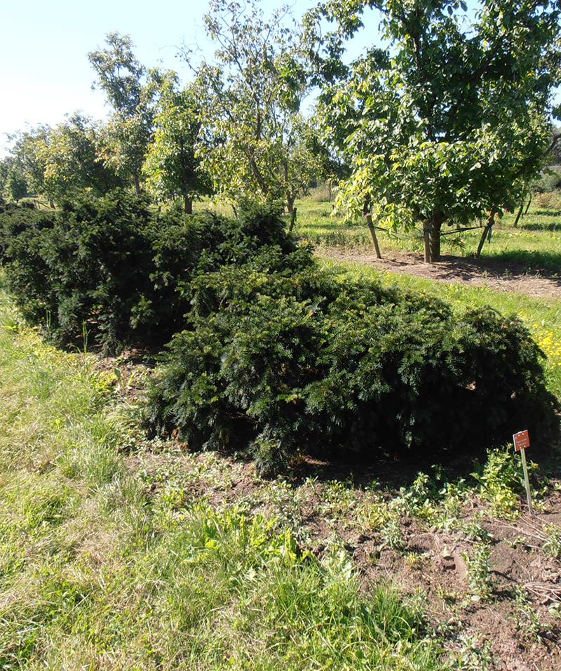 Taxus Baccata 'repandens' - View 11 from www redcrocus com