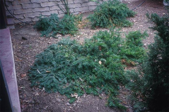 Taxus Baccata 'repandens' - View 12 from www redcrocus com