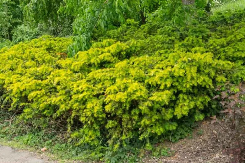 Taxus Baccata 'repandens' - View 14 from www redcrocus com