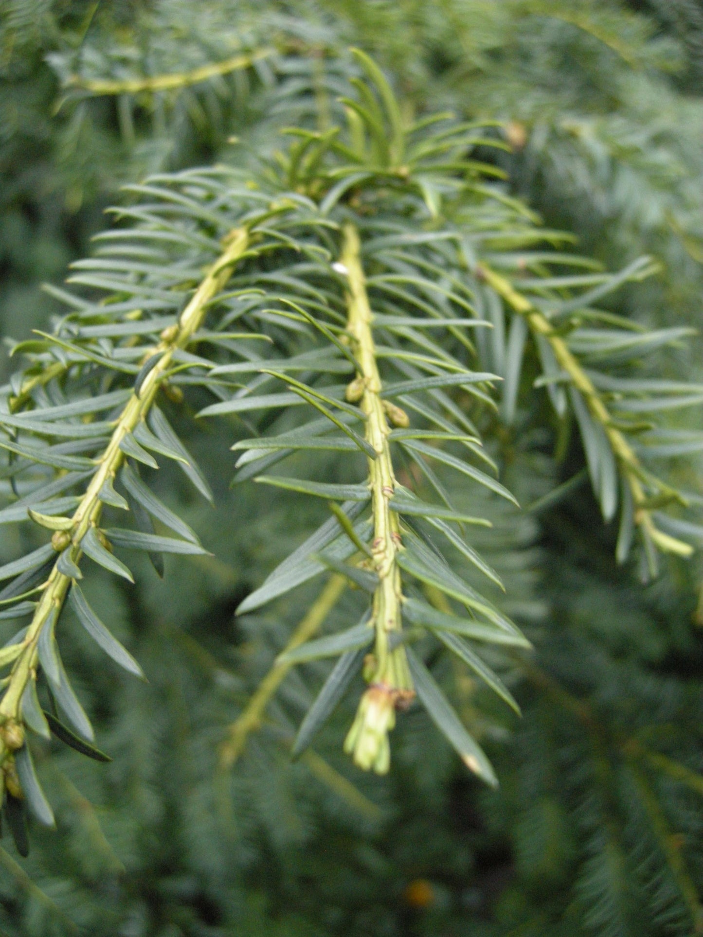 Taxus Baccata 'repandens' - View 15 from www redcrocus com