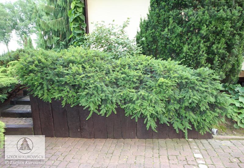 Taxus Baccata 'repandens' - View 17 from www redcrocus com