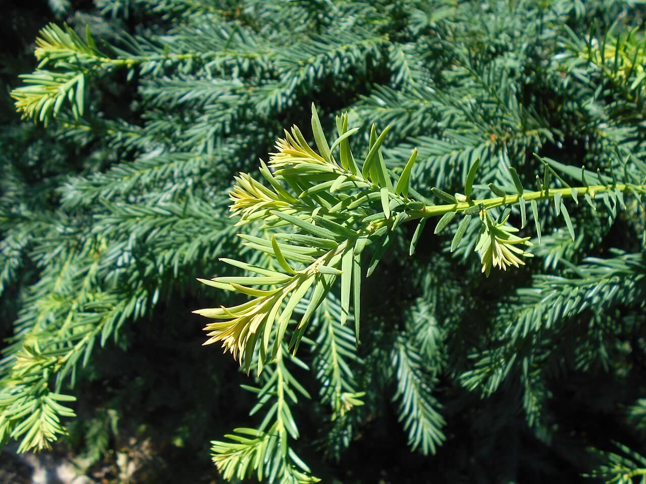 Taxus Baccata 'repandens' - View 18 from www redcrocus com