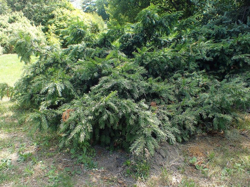 Taxus Baccata 'repandens' - View 19 from www redcrocus com