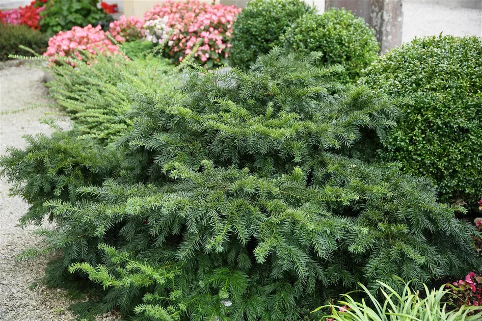 Taxus Baccata 'repandens' - View 25 from www redcrocus com