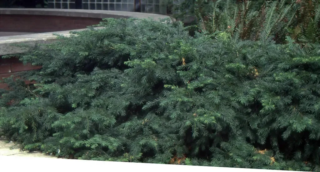 Taxus Baccata 'repandens' - View 27 from www redcrocus com