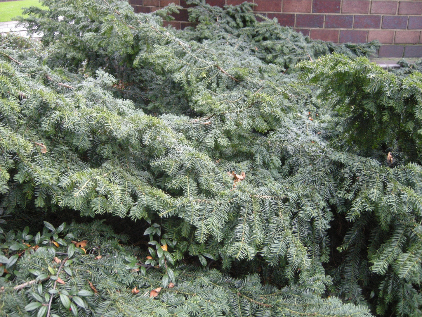 Taxus Baccata 'repandens' - View 28 from www redcrocus com