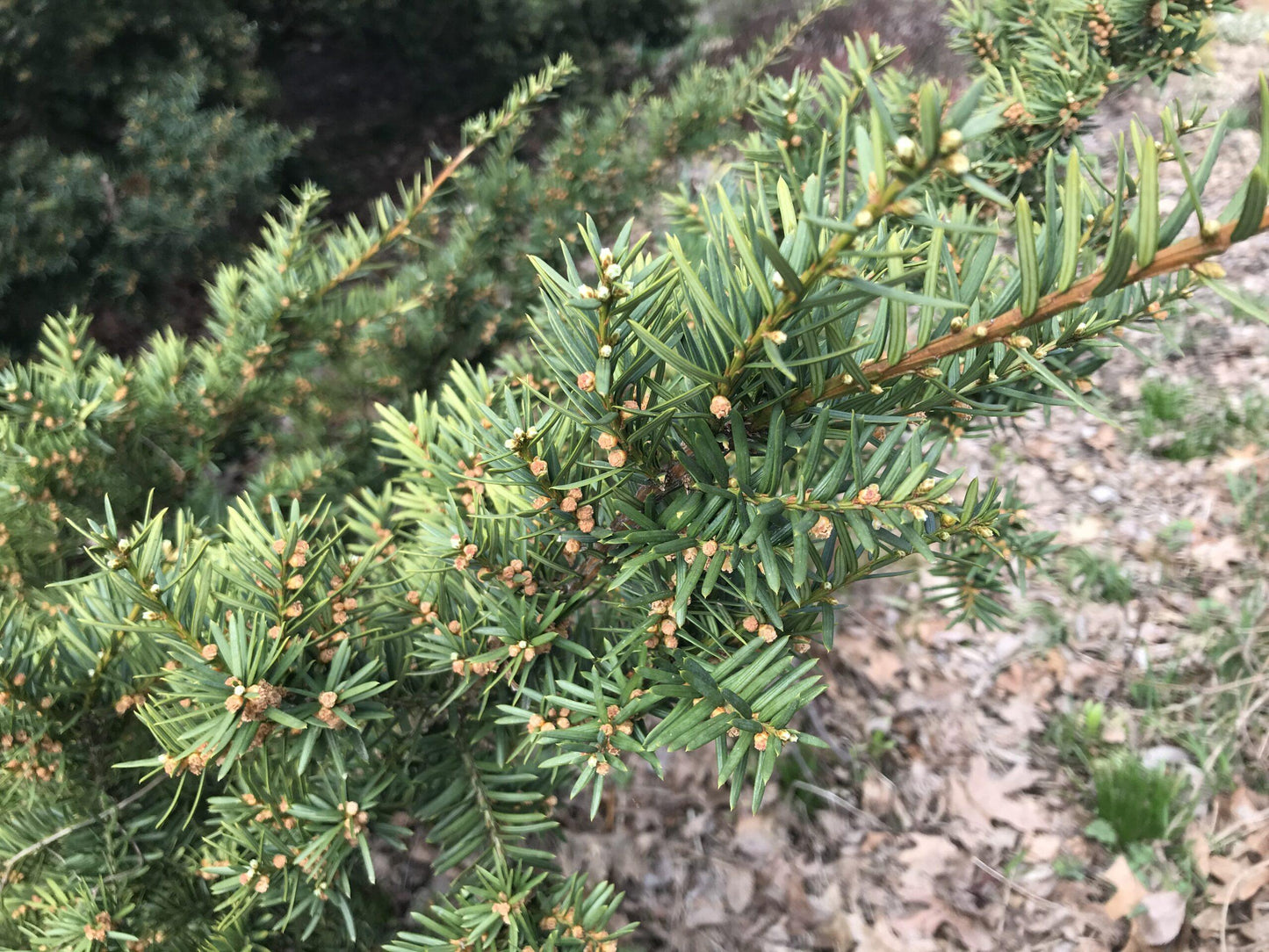 Taxus Baccata 'repandens' - View 29 from www redcrocus com
