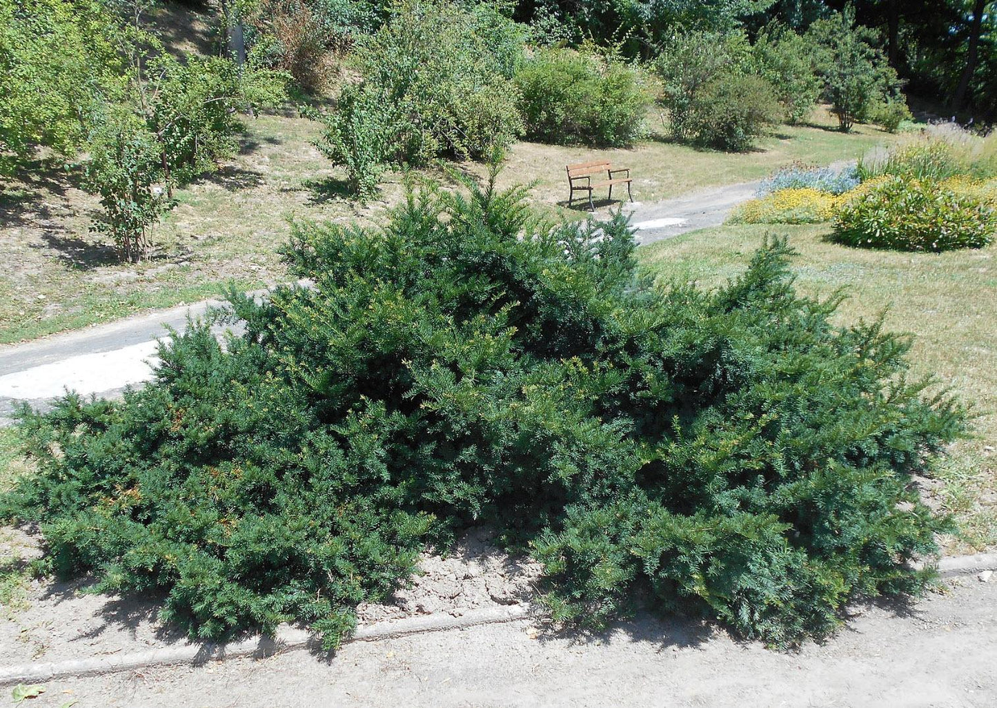 Taxus Baccata 'repandens' - View 2 from www redcrocus com