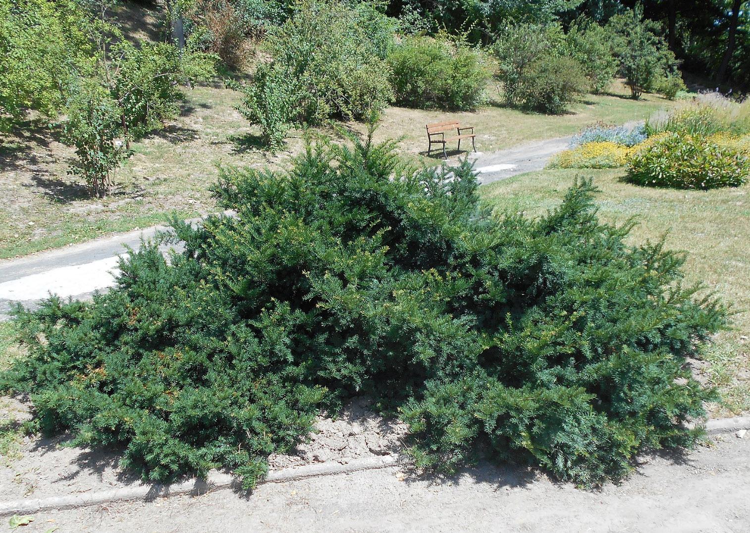 Taxus Baccata 'repandens' - View 2 from www redcrocus com