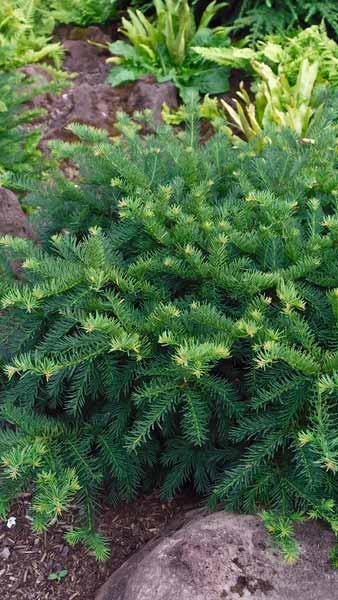 Taxus Baccata 'repandens' - View 31 from www redcrocus com
