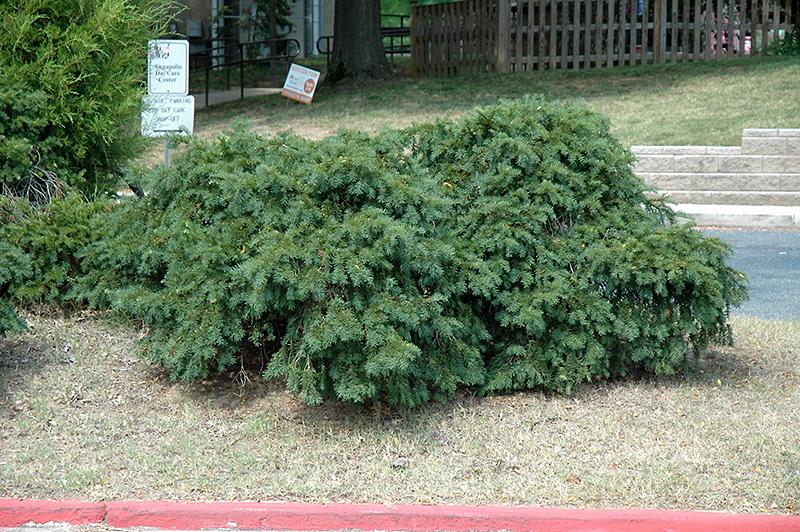 Taxus Baccata 'repandens' - View 32 from www redcrocus com