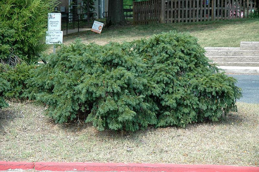 Taxus Baccata 'repandens' - View 32 from www redcrocus com