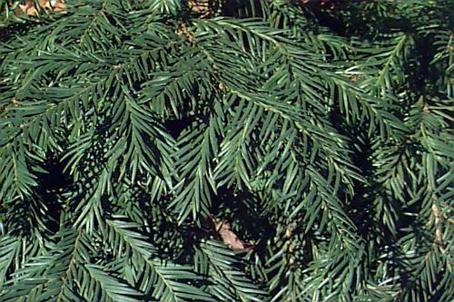 Taxus Baccata 'repandens' - View 33 from www redcrocus com