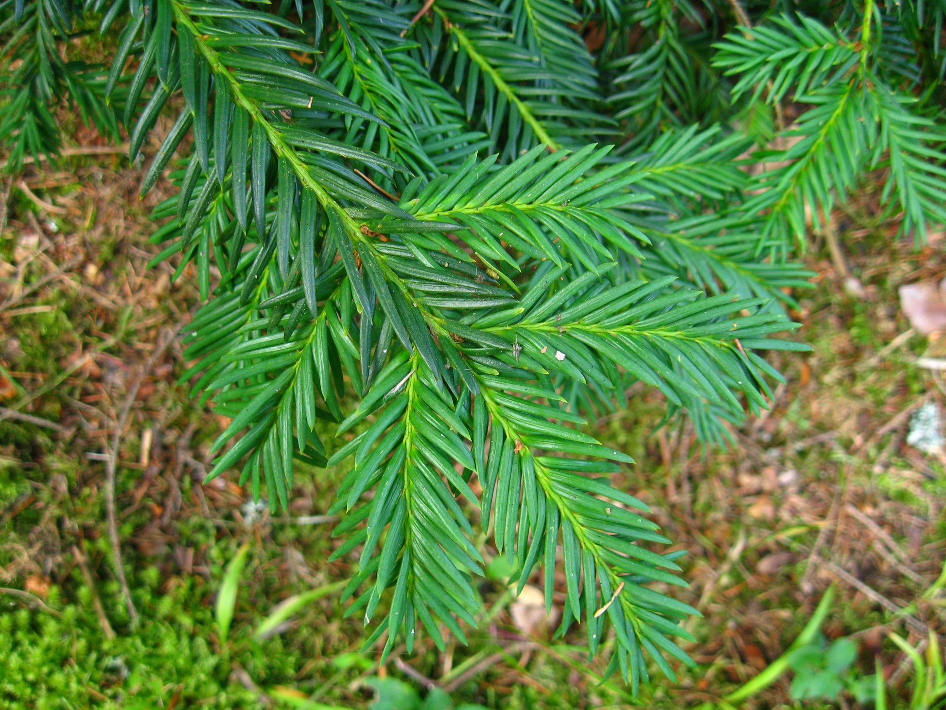 Taxus Baccata 'repandens' - View 34 from www redcrocus com