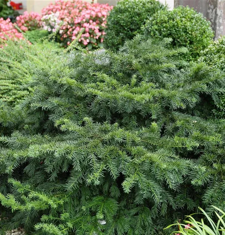 Taxus Baccata 'repandens' - View 36 from www redcrocus com