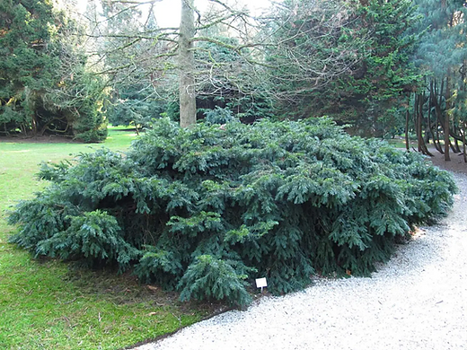 Taxus Baccata 'repandens' - View 38 from www redcrocus com