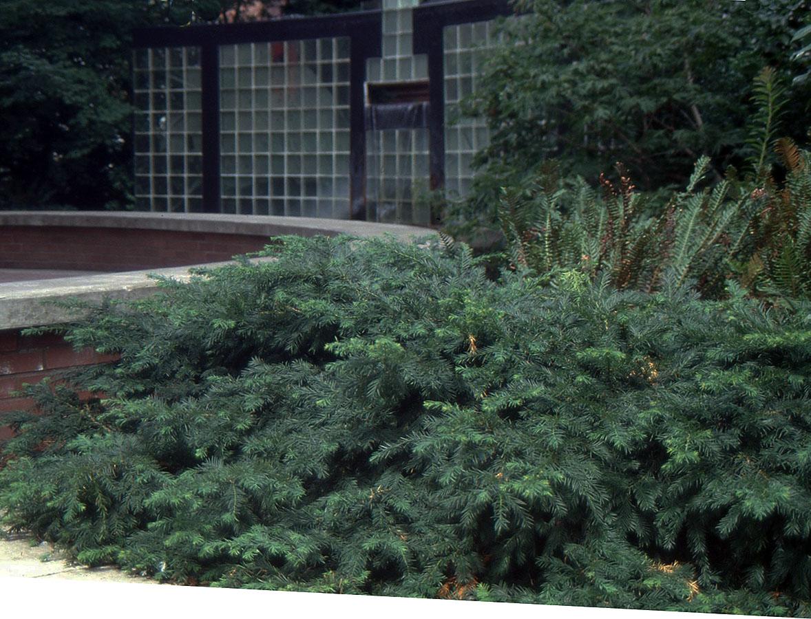 Taxus Baccata 'repandens' - View 3 from www redcrocus com