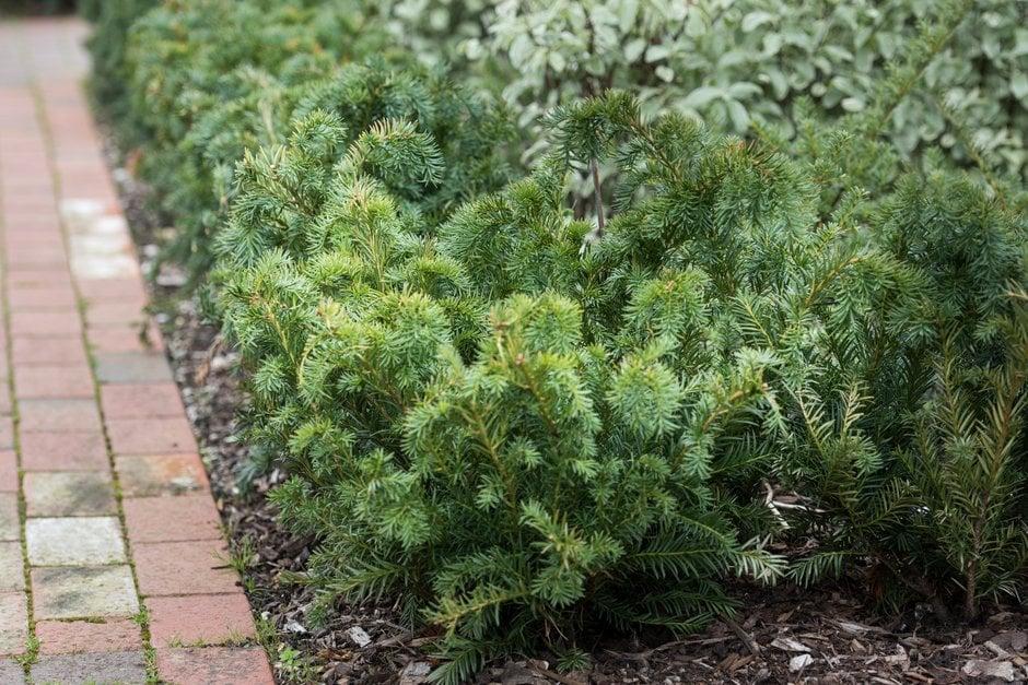 Taxus Baccata 'repandens' - View 5 from www redcrocus com
