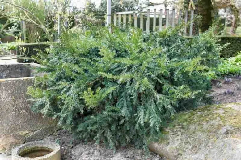 Taxus Baccata 'repandens' - View 6 from www redcrocus com