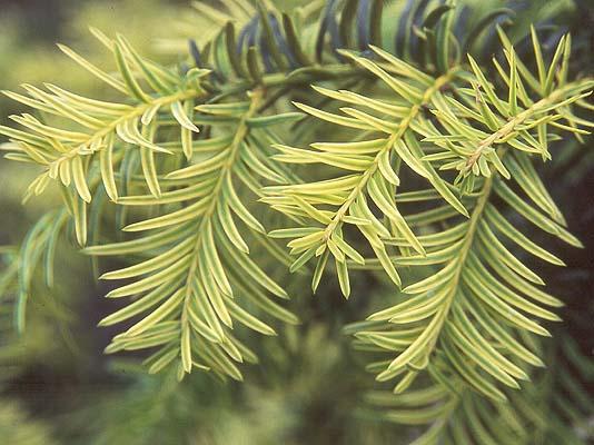 Taxus Baccata 'repandens' - View 9 from www redcrocus com