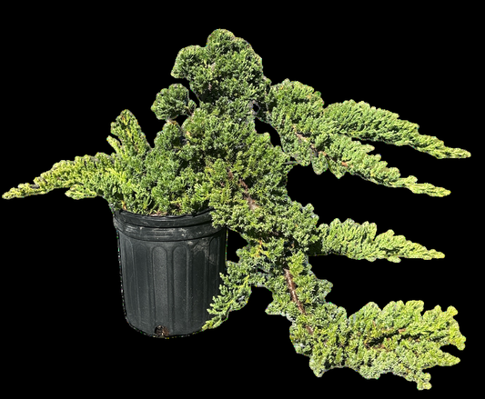 Juniperus Procumbens 'nana' Staked - View 1 from www redcrocus com