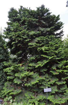 Chamaecyparis Obtusa Kosteri Fast Form - View 13 from www redcrocus com