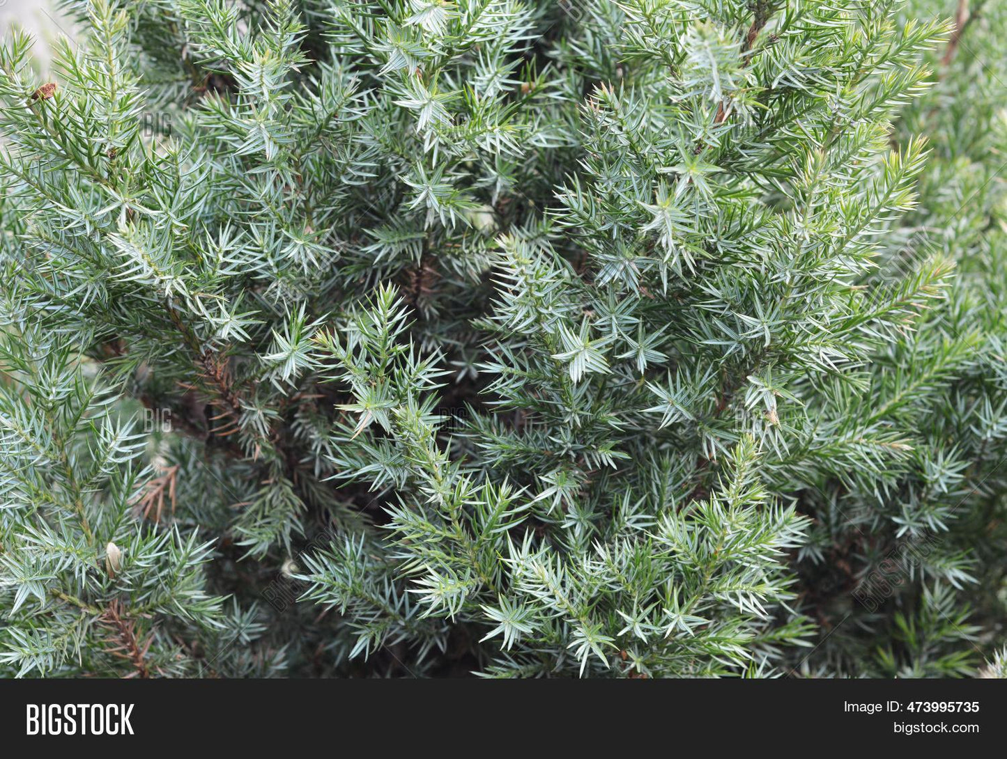 Juniperus Chinensis Rosefields Perfect - View 18 from www redcrocus com