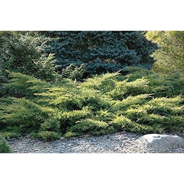 Juniperus Chinensis Rosefields Perfect - View 11 from www redcrocus com