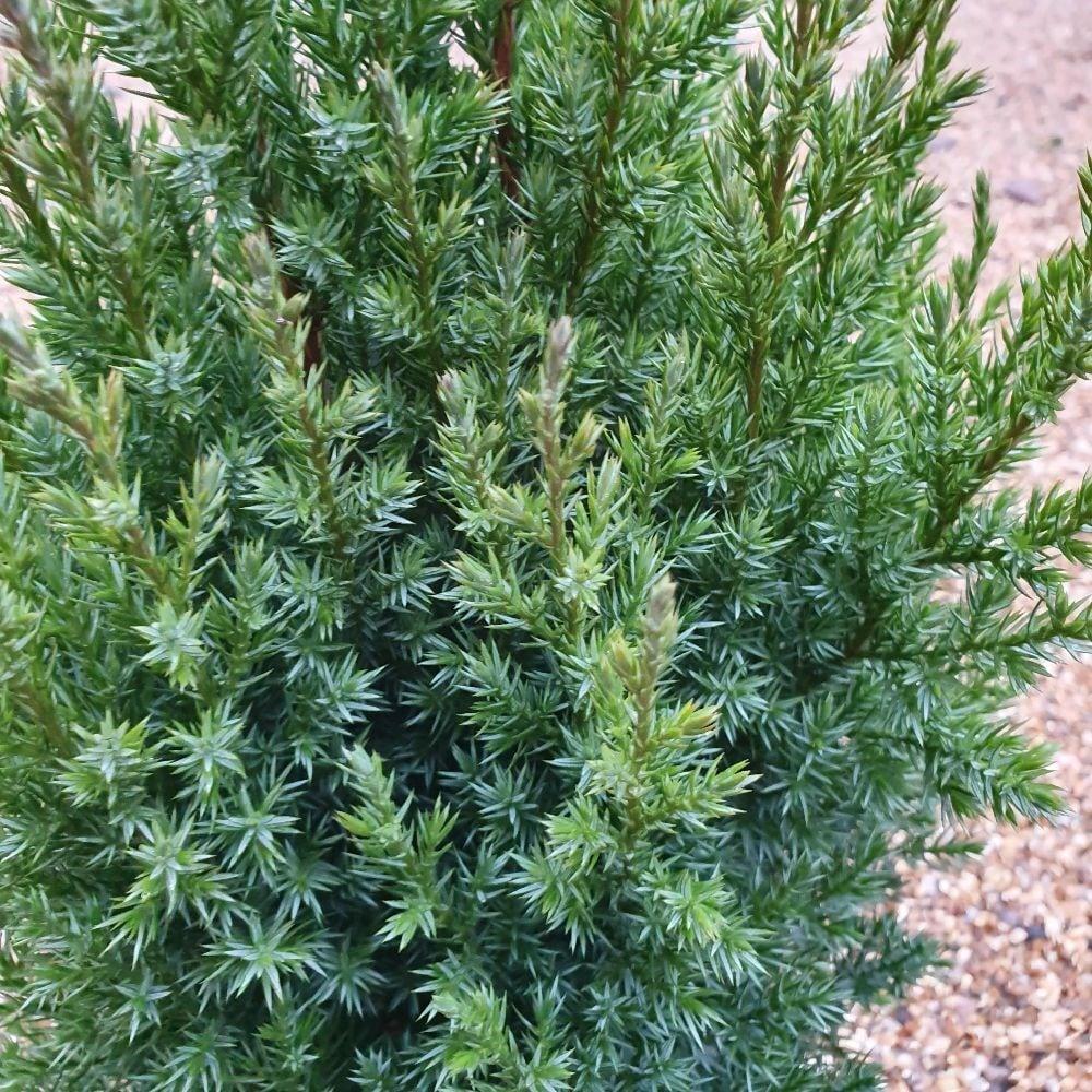 Juniperus Chinensis Rosefields Perfect - View 5 from www redcrocus com