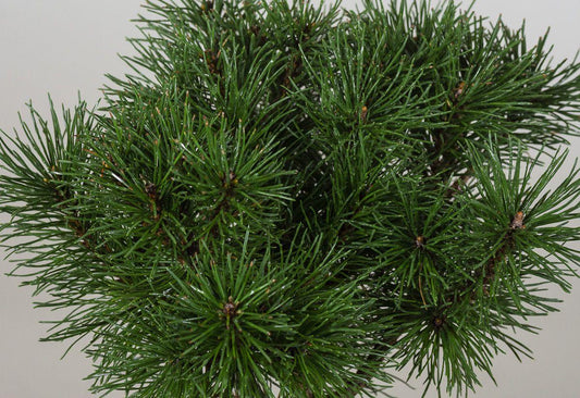 Pinus Mugo Gnom - View 10 from www redcrocus com