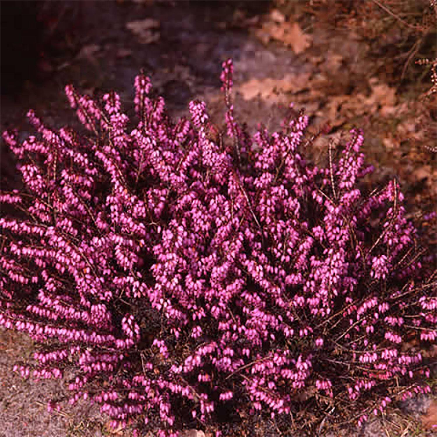 Erica X Darleyensis Kramer S Red - View 10 from www redcrocus com