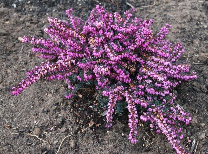Erica X Darleyensis Kramer S Red - View 12 from www redcrocus com