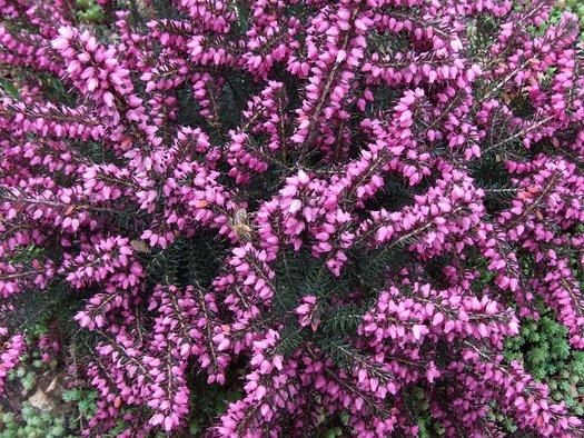 Erica X Darleyensis Kramer S Red - View 13 from www redcrocus com