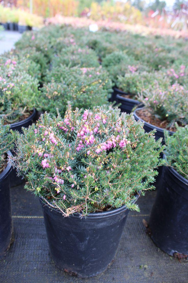 Erica X Darleyensis Kramer S Red - View 14 from www redcrocus com